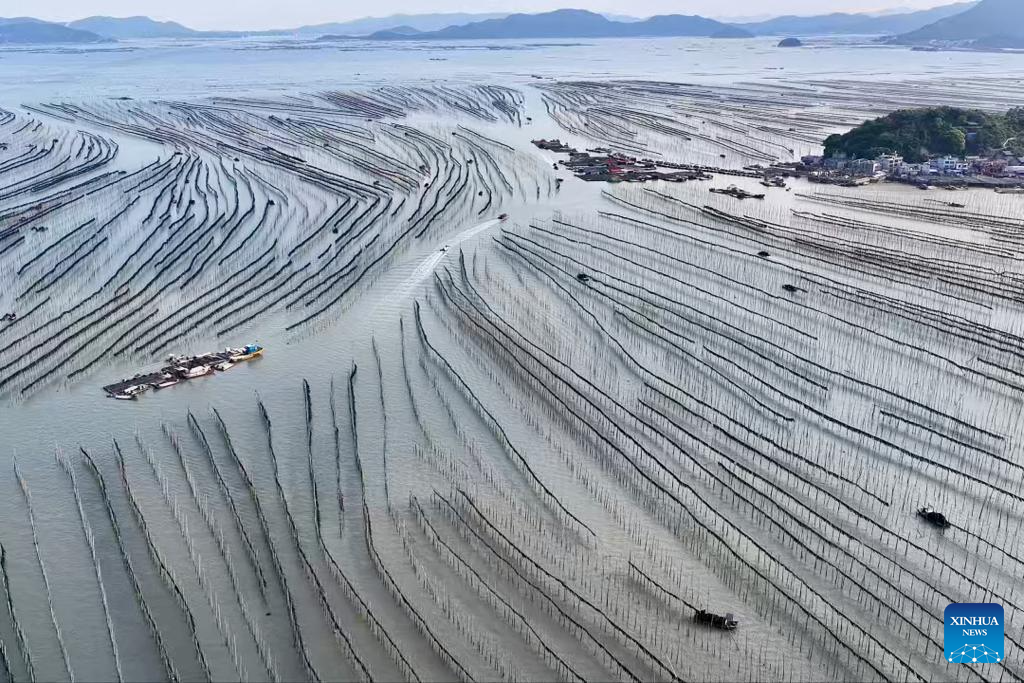 Distrito chinês de Xiapu vive o auge da colheita de algas marinhas