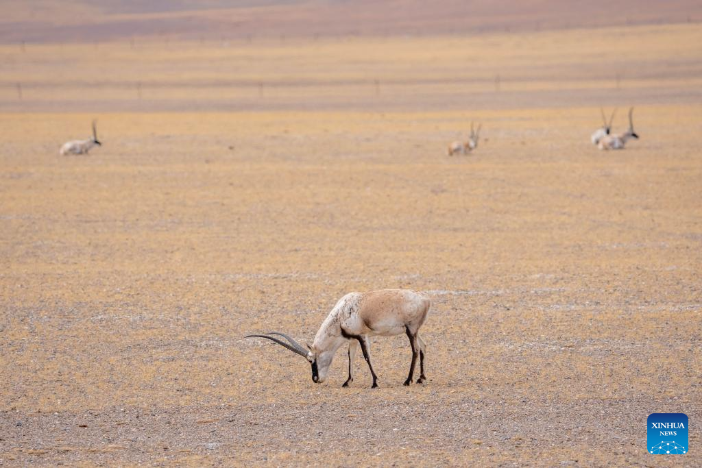 Antílopes tibetanos são vistos na Reserva Natural Nacional de Changtang em Xizang, no sudoeste da China
